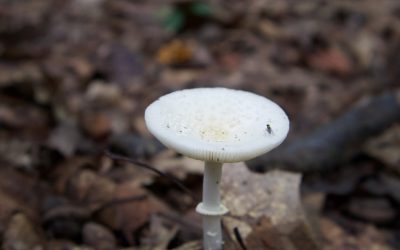 Photo mushroom desk lamp