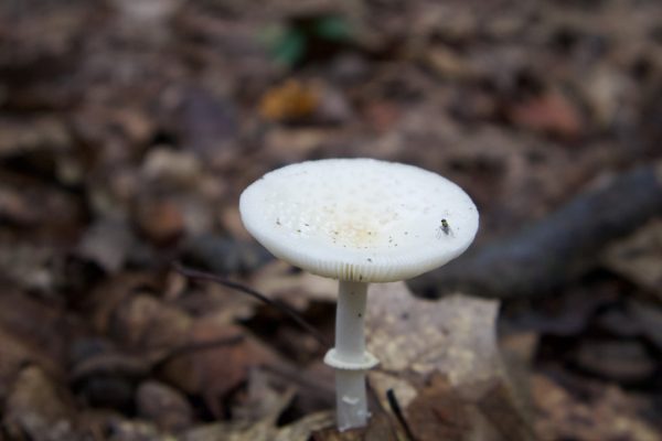 Photo mushroom desk lamp